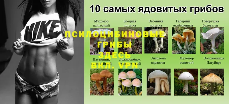 Галлюциногенные грибы Psilocybe  blacksprut рабочий сайт  Лысково 